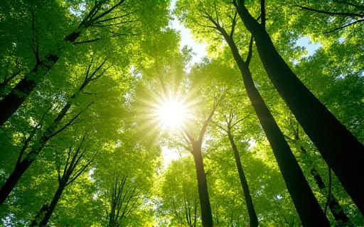 Forêt verdoyante symbolisant l'engagement écologique